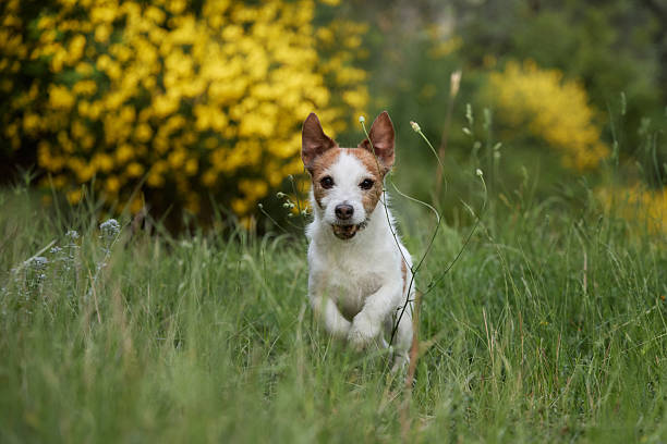 istock Terrier posing in grassy garden 2216535057