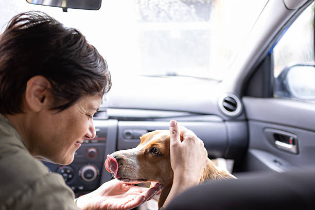 istock Mature woman cuddling her beagle dog inside a car 2216536821