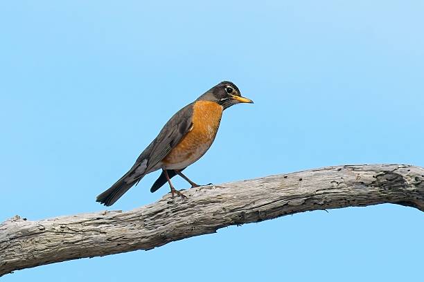Lazuli Bunting was driven away by American Robin
