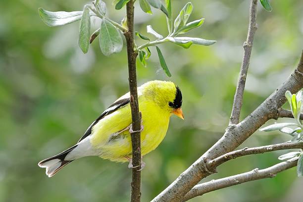 istock Cute goldfinch on a tree branch. 2216538341
