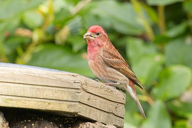 istock Purple finch perched on a bird feeder. 2216538375