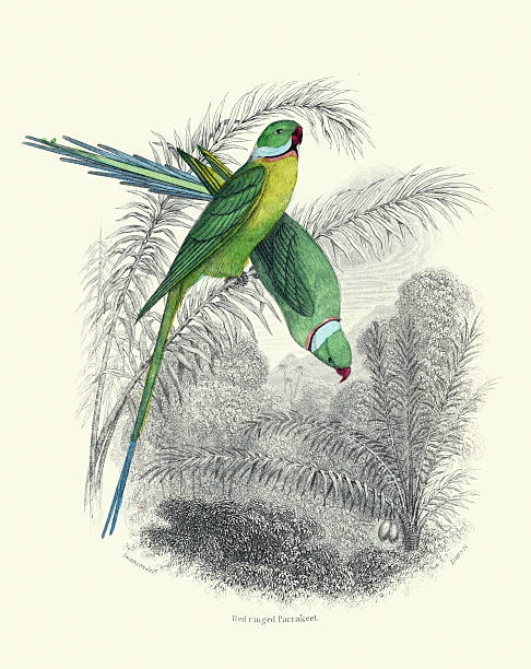 Red or rose-ringed parakeet (Psittacula krameri), Kramer parrot, Birds, Wildlife art, Vintage illustration, William Jardine Birds of Western Africa