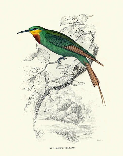 Blue-cheeked bee-eater, Merops persicus, Birds, Wildlife art, Vintage illustration, William Jardine Birds of Western Africa