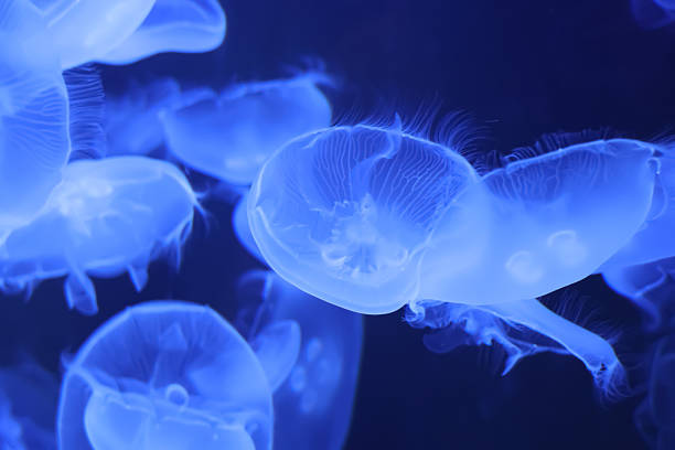 istock Jelly Fish in Blue Water 2216539720