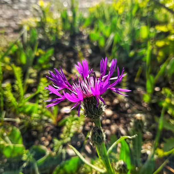 istock A cornflower in the countryside. 2216539748