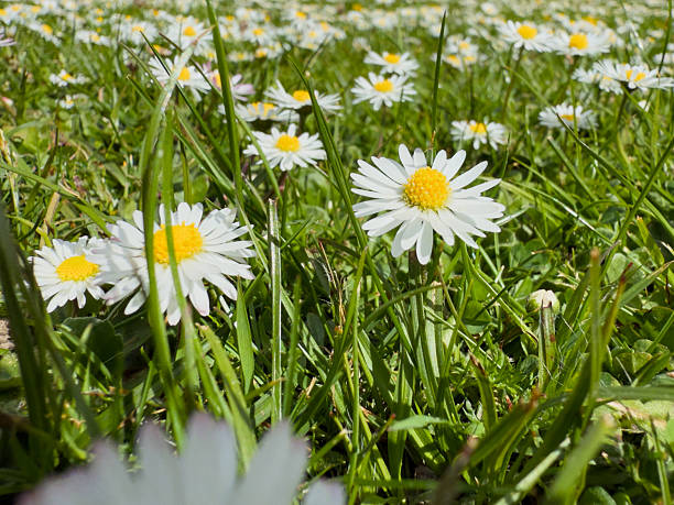 istock Daisies Blooming in Spring Grass Close-Up 2216540357