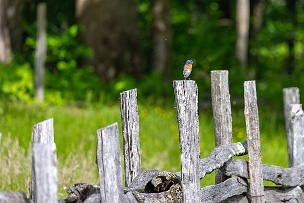 A small bird perched on a rustic wooden fence in a lush green forest setting.