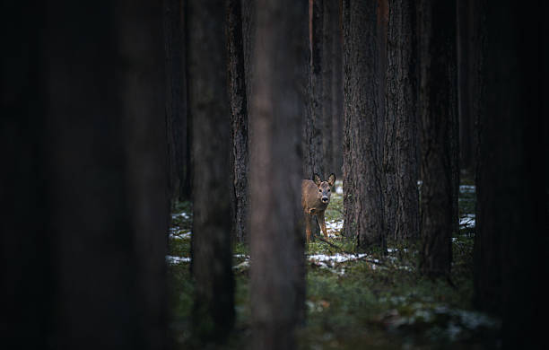 istock A roe deer in an old pine forest is careful, paying attention to every move. 2216542184