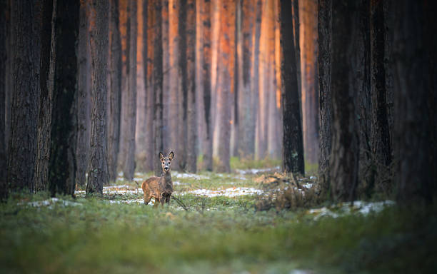 istock Roe deer in beautiful forest scenery. The last rays of sunlight fall on the pine forest. Wildlife in the old forest. 2216542211
