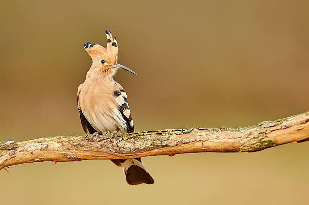 istock Eurasian Hoopoe or Common hoopoe (Upupa epops) 2216542831