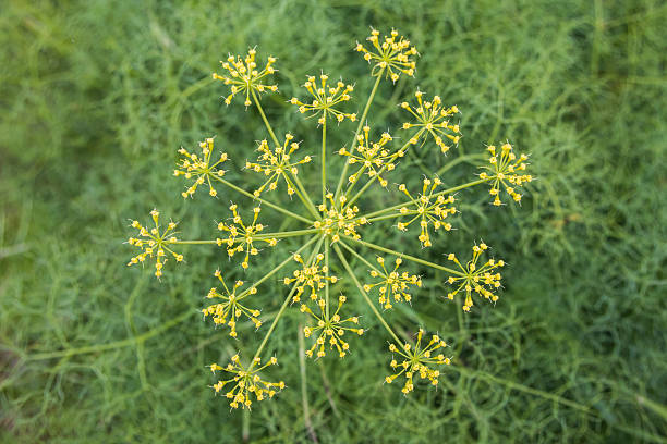 Spring time bloom of Nine Leafed Biscuitroot flowers in the Columbia Gorge.