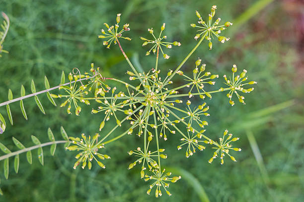 istock Spring time bloom of Nine Leafed Biscuitroot flowers in the Columbia Gorge. 2216543506