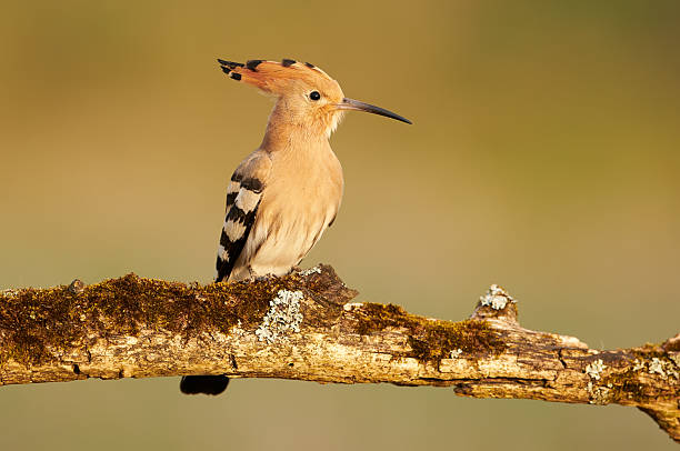 istock Eurasian Hoopoe or Common hoopoe (Upupa epops) 2216543511