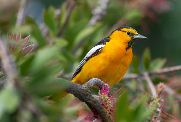istock Bullock's Oriole Male in the Springtime 2216543586