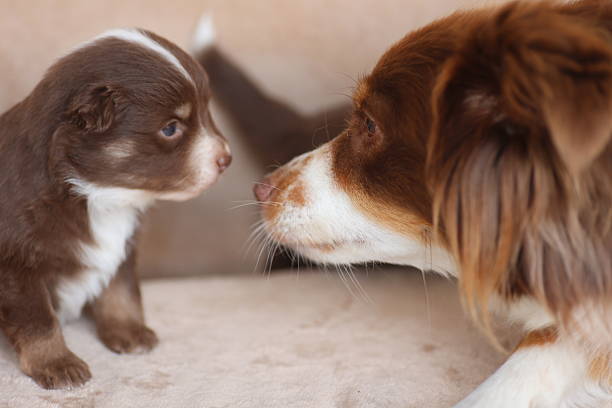 Dogs at home