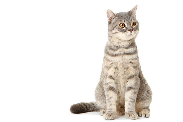 istock Beautiful cat sitting on white background 2216545614