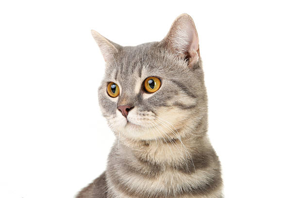 istock Beautiful cat isolated on white background 2216545711