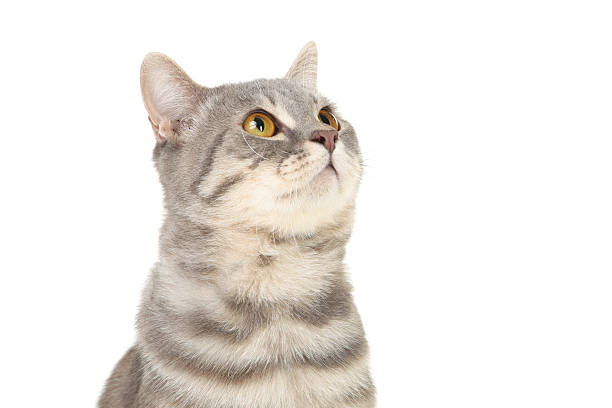 istock Beautiful cat isolated on white background 2216545744