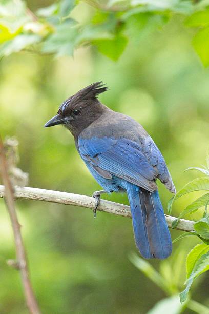 istock Alert stellar's Jay on branch. 2216546464