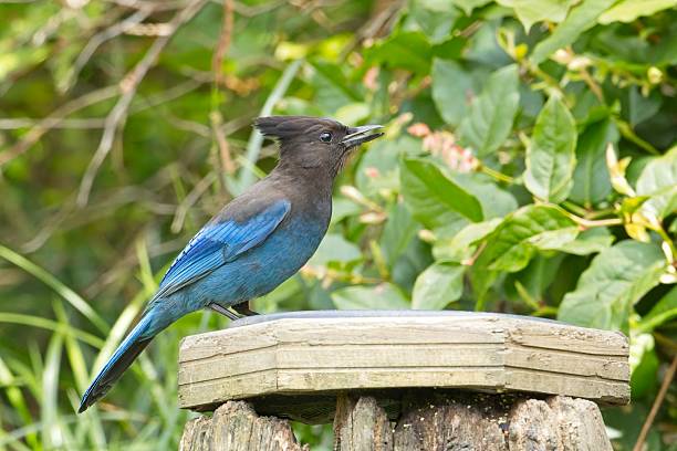 Stellar's Jay on side of bird feeder.
