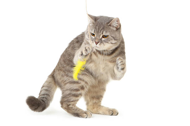 istock Beautiful cat playing with yellow feather on white background 2216546523
