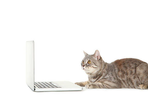 istock Beautiful cat with laptop computer on white background 2216546589