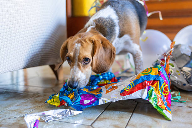 istock Curious beagle dog playing with birthday decorations at home 2216546655