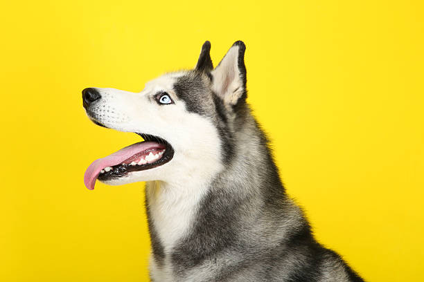 istock Husky dog on yellow background 2216546677
