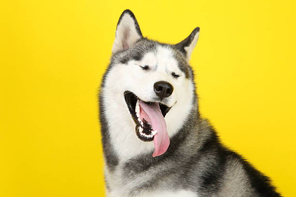 istock Husky dog on yellow background 2216546706