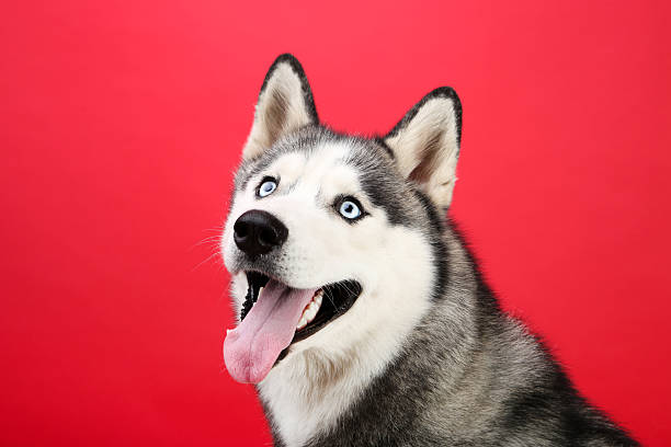 istock Husky dog on red background 2216546743