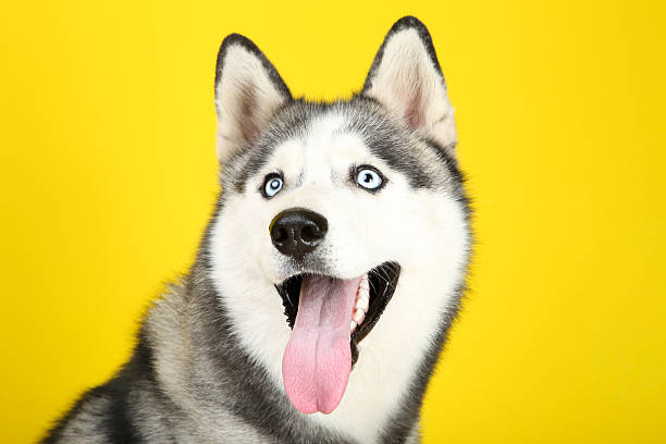 istock Husky dog on yellow background 2216546790