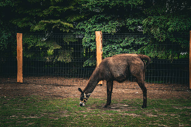 A brown llama feeding on grass while standing behind a metal fence. The animal is captured in a calm moment of its natural behavior in a controlled outdoor environment.