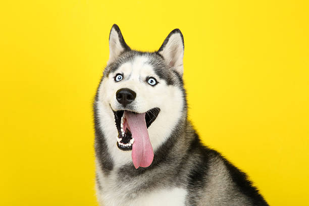 istock Husky dog on yellow background 2216546873