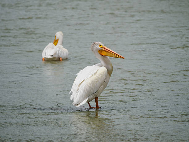 American White Pelicans standing in a river. This is in the state of Nevada.