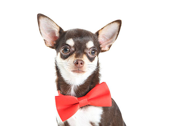 istock Chihuahua dog in red bow isolated on white background 2216548308