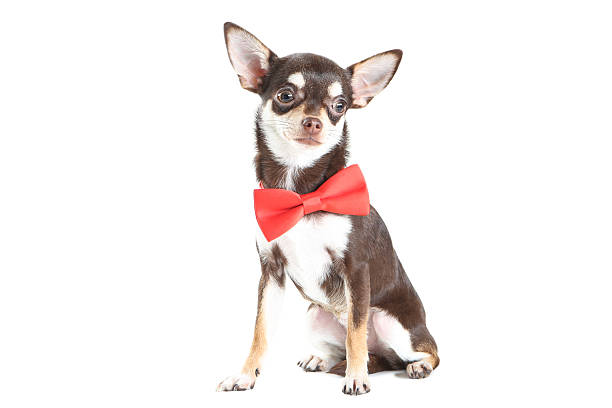 istock Chihuahua dog in red bow isolated on white background 2216548686