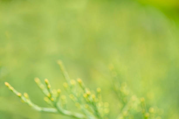 green floral background with selective focus