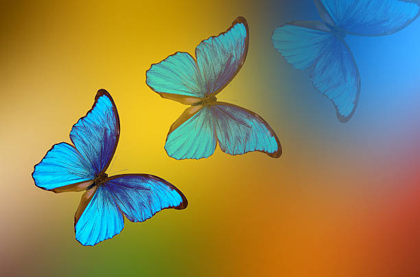 istock bright blue tropical morpho butterflies on a blurred multicolored background. summer concept. 2216550341