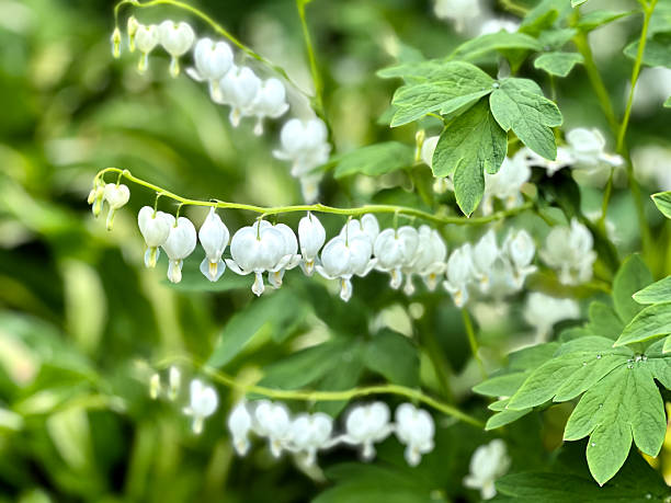 istock MS blooming white bleeding heart flowers 2216550467