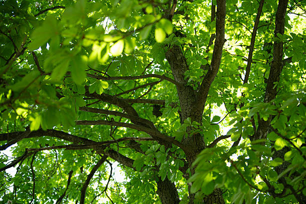 istock Bright green leaves fill the branches of a tree during spring, basking in sunlight. The rich foliage creates a calming atmosphere, showcasing nature's revival 2216552613