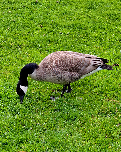 istock Canada Goose Grazing on Green Grass 2216553337