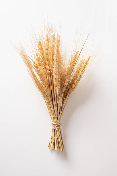 istock Golden Wheat Stalks Against White Background 2216553513