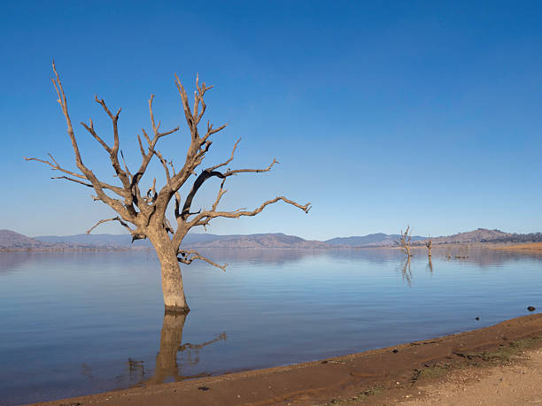 Late afternoon light on the ground and dead trees exposed by a very empty Lake Hume