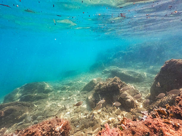 istock Diving underwater, exploring the tropical reef in the crystal blue sea 2216556485