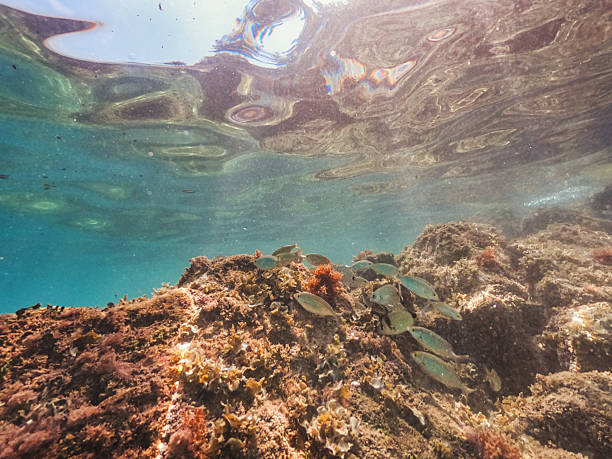 istock Diving underwater, exploring the tropical reef in the crystal blue sea 2216556498