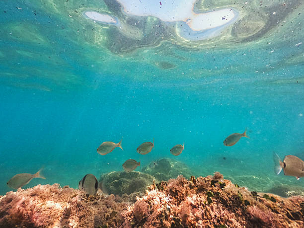 istock Diving underwater, exploring the tropical reef in the crystal blue sea 2216556499
