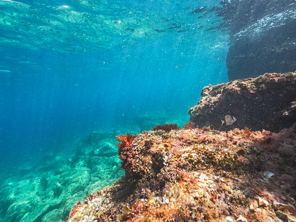 istock Diving underwater, exploring the tropical reef in the crystal blue sea 2216556528