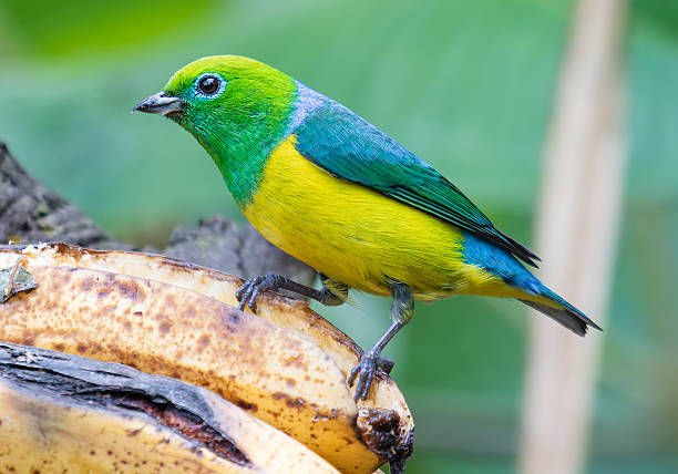 istock colorful bird eating a banana 2216561166