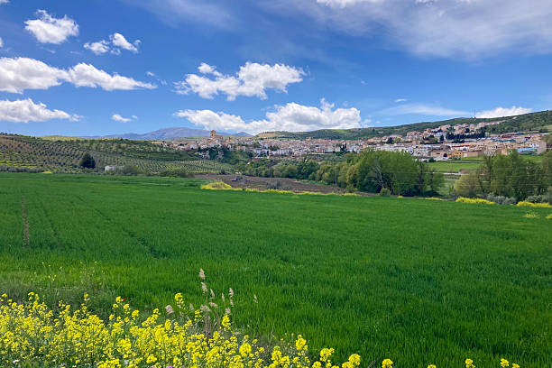 istock The rural fields glow with magical green hues 2216561513