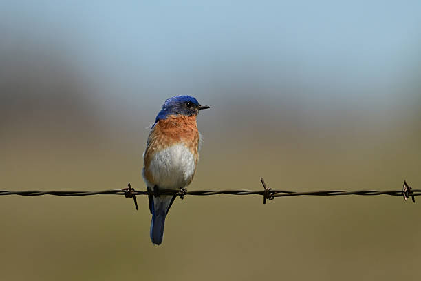 istock Male Eastern Bluebird on a barb wire fence 2216561677